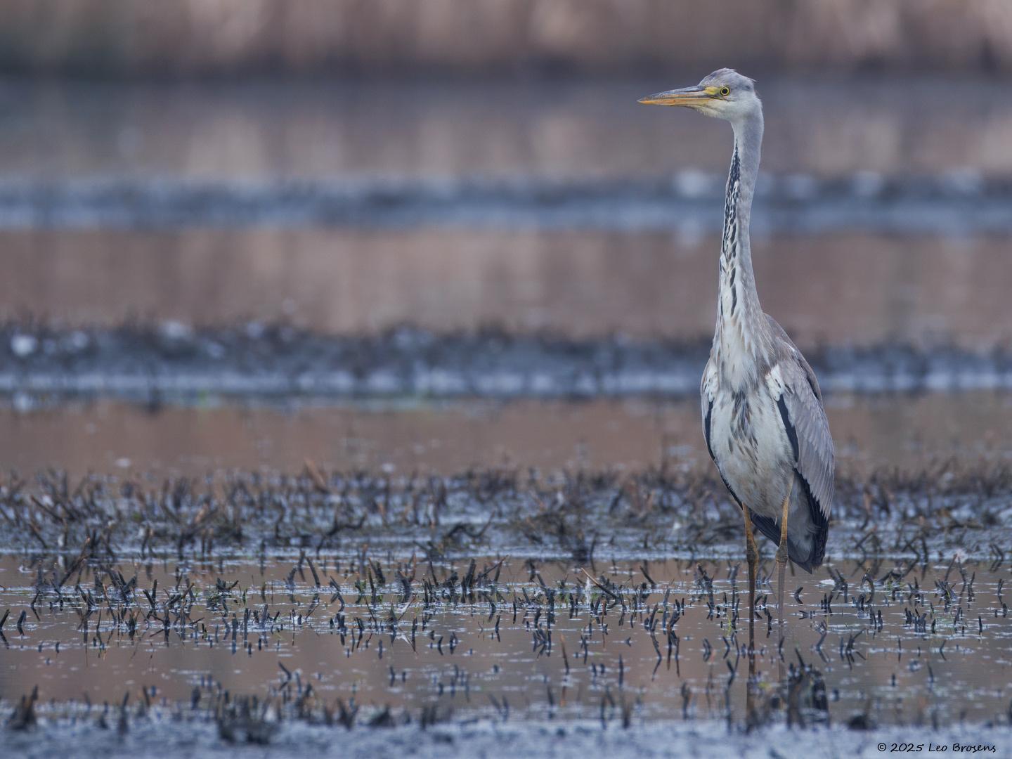 Blauwe-reiger-20250324g14401A1A4262atcrfb-De-Matjens_0.jpg