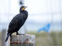 Aalscholver  20251018  Ik was vandaag in het haventje van Colijnsplaat. Kwam daar een bekende en een onbekende tegen. Want die aalscholver kennen we wel. Maar die Johannis? Ik ken geen vogel met een meer vreemde kop dan deze aalscholver, komt vast door zijn hel groene ogen?