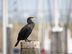 Aalscholver  20251018  Ik was vandaag in het haventje van Colijnsplaat. Kwam daar een bekende en een onbekende tegen. Want die aalscholver kennen we wel. Maar die Johannis? Ik ken geen vogel met een meer vreemde kop dan deze aalscholver, komt vast door zijn hel groene ogen?