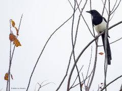 Ekster  20251112  Vorige week scheen niet elke dag de zon. Nee, het was soms wat mistroostig bewolkt. Ook al omdat de meeste vaak mooi gekleurde herfstbladeren al weer op de grond liggen ben je dan tevergeefs op zoek naar wat kleur in de natuur. Deze ekster helpt dan ook niet echt. Immers, de vogel laat dan alleen zwarte en witte tinten zien. Anders zou dat zijn met zonlicht op de veren, dan ontstaan vele blauwachtige tinten. Maar ook zonder dat blijft de ekster een frappante verschijning met die ongewoon l