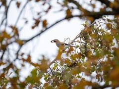 Gaai  20251108  Het is momenteel een drukke tijd voor de gaaien. Ze zijn druk met hamsteren, met het aanleggen van een flinke wintervoorraad eten. Ze doen dat vooral door lekkere eikels op te zoeken en naar een speciaal plekje te vliegen en ze daar voor later te begraven. Ze verstoppen zo een heleboel eikels en wonderbaarlijk genoeg kunnen ze die na lange tijd weer terug vinden en uitgraven ook. Een van de wondertjes van de natuur.