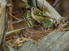 Goudhaan  20251110  Er zijn in deze maand nog steeds relatief veel goudhaantjes in onze bossen. Bij uitzondering tref je er een aan op de grond; misschien op zoek naar wat drinkbaar water. Maar normaliter zitten ze hoog in de bomen, liefst in een kruin van een den.
