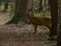 Ree (Capreolus capreolus) En toen kwam ie zo waar het bos uit. Hield me doodstil. Het bokje liep enkele meters de laan op mij strak aankijkend. Helemaal vertrouwde hij het ook niet, draaide zich om en gingterug het bos in. Blijft magisch om zo'n mooi groot dier zo dichtbij te mogen aanschouwen.