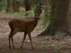 Ree (Capreolus capreolus) En toen kwam ie zo waar het bos uit. Hield me doodstil. Het bokje liep enkele meters de laan op mij strak aankijkend. Helemaal vertrouwde hij het ook niet, draaide zich om en gingterug het bos in. Blijft magisch om zo'n mooi groot dier zo dichtbij te mogen aanschouwen.