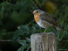 Roodborst  20250905  Pannenhoef