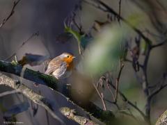 Roodborst  20251107  Krochten