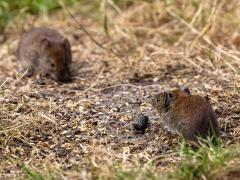 Rosse woelmuis  20250714  Pannenhoef