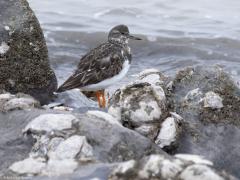 Wulp  20251026  Bontbekplevier (Charadrius hiaticula) Steenloper (Arenaria interpres) Wulp (Numenius arquata) Tureluur (Tringa totanus) Onlangs was ik in Colijnsplaat. Op de keien van het havenpiertje daar waren verschillende steltlopers aanwezig. Met name de steenloper zoekt zijn voedsel graag tussen de keien. De bontbek ook wel. Tureluur en wulp steken het liefst hun snavel in de natte kustbodem of andere oevers en slikken.