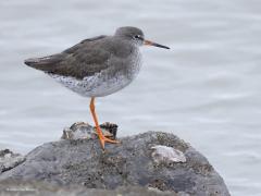 Wulp  20251026  Bontbekplevier (Charadrius hiaticula) Steenloper (Arenaria interpres) Wulp (Numenius arquata) Tureluur (Tringa totanus) Onlangs was ik in Colijnsplaat. Op de keien van het havenpiertje daar waren verschillende steltlopers aanwezig. Met name de steenloper zoekt zijn voedsel graag tussen de keien. De bontbek ook wel. Tureluur en wulp steken het liefst hun snavel in de natte kustbodem of andere oevers en slikken.