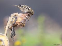 Vink  20251101  De snavel van de vink is erop gebouwd, kraken van zaden. Met een zonnebloempit heeft deze zaadeter dan ook geen enkele moeite. En ze lusten er wel pap van. Onze broedvogels trekken nauwelijks weg. In de trektijd, maart en vooral oktober, trekken echter miljoenen noordelijke vinken door ons land. De winteraantallen schommelen. Is er veel eten te vinden, vooral beukennootjes, dan zijn er de meeste.