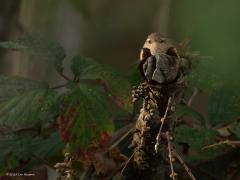 Winterkoning  20251012  Gelukkig kunnen we het hele jaar door in het bos een winterkoninkje tegen komen. Ze wonen graag in de onderbegroeiing van bos of plantsoen, graag ook rondom of in braamstruiken. Zo hoorde ik van de week nog zo'n koninkje zijn liedje zingen. Gelukkig kon ik hem vinden tussen al dat donkere groen en zette een zonnestraaltje nog net het vogeltje in het licht. En denk maar niet dat je niet gezien wordt, je wordt af en toe strak aangekeken.