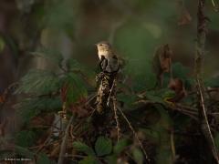 Winterkoning  20251012  Gelukkig kunnen we het hele jaar door in het bos een winterkoninkje tegen komen. Ze wonen graag in de onderbegroeiing van bos of plantsoen, graag ook rondom of in braamstruiken. Zo hoorde ik van de week nog zo'n koninkje zijn liedje zingen. Gelukkig kon ik hem vinden tussen al dat donkere groen en zette een zonnestraaltje nog net het vogeltje in het licht. En denk maar niet dat je niet gezien wordt, je wordt af en toe strak aangekeken.