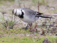Witte kwikstaart  20251024  Geen zeldzame verschijning deze kwik. In oktober zie je er best veel maar over enkele weken zijn ze bijna allemaal weggetrokken, toch zeker in strenge winters. Deze zag ik vorige week. Ik denk een volwassen vogel in winterkleed, of is het een eerstejaars vogel? Leuk om te zien dat soms door snel ronddraaien van de kop vuil van de snavel wordt afgeslingerd.