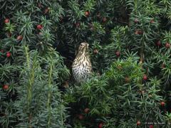 Zanglijster  20251014  Tuin