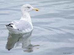 Zilvermeeuw  20251018  Colijnsplaat