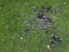 20190628 Moord in de tuin / (K)auw Volgens mij rond zessen hoorde ik gedoe in de tuin. Ik denk dat rond die tijd er een moord plaats vond op ons gazonnetje. Een hoop zwarte veren op het gras als bewijs. Uitgeplukt, afgebeten? Slechts een enkel restje vlees, een stukje van de ingewanden, lag er nog. De moordenaar is er met de buit nog van door gegaan. Volgens mij is de dader een sperwer en het slachtoffer een kauw.