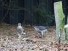 20191223 Sperwer Zaterdag zat er een bruinige sperwer in de tuin te eten, precies een jaar geleden ook eentje maar die was blauwer en had mooiere strepen. Beide vrouwtjes. Van Frans leerde ik dat die bruinige een eerste jaars vogel is. Die andere moet minimaal twee jaar oud geweest zijn. Met Photoshop heb ik beide predators naast elkaar gezet. Kun je mooi de leeftijdsverschillen zien.