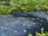 20170929 Alpenwatersalamander Eergisteren zagen we iets kruipen bij het afvoerputje onder de buitenkraan in de tuin. Het bleek een alpenwatersalamander te zijn, een best klein exemplaar. Het beestje wilde door de afvoersifon richting riool kruipen, dat leek me niet het beste idee en ik heb hem terug gezet in ons kleine vijvertje wat dienst doet als vogelbadderplekje. Dat vijvertje is nog geen 1 bij 1 meter groot en slechts ca. 40 cm diep, toch hebben we daarin al meerdere jaren deze salamander aangetroffen.