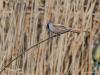 20170819 Baardman Nog enkele foto's van ons leukste rietvogeltje. De lange staart van het mannetje zie het best in de vlucht en in zijaanzicht. Het vrouwtje heeft bijna geen kleur zoals te zien is op de foto die ik in De Matjes van haar maakte. Ze zitten vaak wat dieper in het riet waardoor je ze niet ziet. Gelukkig is hun geluidje gemakkelijk te leren herkennen. Je hebt zo al snel door of er goed gespeurd moet worden of niet. Ze zijn best levendig en vroeg of laat is er dan wel eentje even te vinden meer b