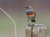 Blauwborst 20130413 Zeeland Hogerwaard polder