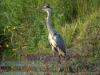 Blauwe reiger 20090921