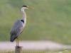 Blauwe reiger 20120602