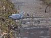 Blauwe reiger 20130410