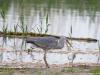 Blauwe reiger 20160510
