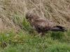 Buizerd 20170217 Zeeland Plompe toren