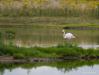20170714 Flamingo Heel af en toe kom je in het wild een bijzondere vogel tegen. Zo vond ik in juli in Zeeland, net in Tholen, bij de Bergse sluis, deze flamingo. Ver weg, dat wel, op minstens 150 meter. Gelukkig is het een grote vogel en kon ik er met mijn 1000 mm nog iets van maken.  Alleen de Europese flamingo staat te boek als een in het wild in Nederland voorkomende soort. Ze worden wel meer gezien daar in de delta. De Europese soort is herkenbaar aan het lichtroze tot bijna witte verenkleed met dieproz