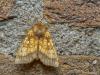 20191005 Goudgele boorder Nog een of twee weken en dan tref je deze mot niet meer aan, de vliegtijd is immers van half juli tot half oktober. Deze mooie nachtvlinder wil best op licht afkomen. Zo kwam deze op de muur bij onze buitenlamp zitten, de voegen zijn een goede referentie voor de grootte van de mot. Ze komen als het donker is, ik heb dus moeten flitsen om hem op de plaat te zetten. Door het heldere flitslicht wordt de mot eerder mooier, levendiger van kleur, dan onder normale licht omstandigheden de
