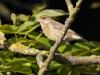 20170602 Groenling Dit is het vrouwtje, gisteren het mannetje, die is veel meer gekleurd, meer echt geel dan groen. De specifieke gele veertjes in vleugel en staart zijn nog wel te zien bij haar. Groenlingen broeden relatief talrijk in groene wijken van dorpen en steden, plaatselijk ook in kleinschalig boerenland en jonge aanplant. Ze mijden zeer open gebieden en aaneengesloten bos. De landelijke aantallen vertonen op de lange termijn een toename, die minstens voor een deel op het conto van verstedelijking 