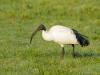 20120322 Heilige ibis