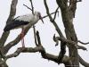20170905 Ooievaar Het wordt hopelijk weer wat drukker met de vogels nu de trek weer gestart is. Zo zag ik gisteren aan de noordzijde van de Pannenhoef een vijftal ooievaars foerageren op pas gemaaid grasland (waar vast niet veel te vinden was omdat het allemaal zo steriel industrieel gras geworden is). Rond 20.00 uur vlogen ze toch nog op. Ze landden nog even met zijn alle in een kale bomen maar de takken bevielen niet echt en de reis werd weer voort gezet.