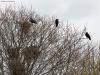 20170425 Roek Tussen Breda en Tilburg, loopt de A58. Bij enkele parkeerplaatsen daar wonen roeken. Dat zijn de enige kraaiachtigen die namelijk in kolonies broeden. Ik ben er naar toe geweest met mijn telelens. Het viel me nog tegen om een roek op een nest te kunnen vast leggen omdat ze zo hoog in de bomen hun nesten hebben. Ze zijn ook best schuw wat me verraste, waarschijnlijk omdat op hen gejaagd wordt? Toch hier enkele foto's van deze nu broedende kolonievogels. Onderling onderhouden ze een uitgebreide 