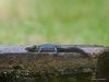 20170929 Alpenwatersalamander Eergisteren zagen we iets kruipen bij het afvoerputje onder de buitenkraan in de tuin. Het bleek een alpenwatersalamander te zijn, een best klein exemplaar. Het beestje wilde door de afvoersifon richting riool kruipen, dat leek me niet het beste idee en ik heb hem terug gezet in ons kleine vijvertje wat dienst doet als vogelbadderplekje. Dat vijvertje is nog geen 1 bij 1 meter groot en slechts ca. 40 cm diep, toch hebben we daarin al meerdere jaren deze salamander aangetroffen.
