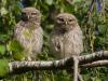 20170825 Steenuil Steenuiltjes voor een raam van een schuur maken me vrolijk maar nog fijner is het om nieuwe aanwas te zien te krijgen. Zoals hier, twee kleuters genieten van het goede weer voldoende hoog in een boom.
