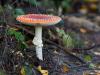 20171009 Vliegenzwam Dit jaar heel veel paddenstoelen lees ik in de krant. Ben er zelf eigenlijk nog nooit op uitgegaan met de camera om deze stoelen vast te leggen. Is wellicht toch wel de moeite zoals deze mooie vliegenzwam bewijst. En, ze zijn heel wat minder beweeglijk dan die voorzichtige vogels.