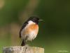 Roodborsttapuit  20090619  Etten-Leur Kelsdonk
