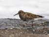 Paarse Strandloper  20201103  Eenmaal wat uitgerust gaat de paarse strandloper met de vrij korte pootjes op stap om liefst wat kleine schaaldiertjes te scoren. Ze zijn vrij mak, als je je heel rustig houdt komen ze soms best dicht bij. Komt vast omdat ze in de zomer wonen in rotsachtige gebieden langs de kusten van Scandinavië waar ze weinig mensen en vijanden zien. Daar bouwt het mannetje een nest van plantaardig materiaal op de bodem van een klein kuiltje. In het zomerkleed is de rug getekend met