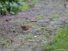Roodborst  20201111  Tuin