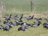 Zwarte Rotgans  20210308  Vorige week fotografeerde ik, en liet ik zien, de gewone ofwel zwartbuikrotgans (Branta bernicla) en de heel schaarse witbuikrotgans (Branta bernicla hrota). Voor de volledigheid laat ik nu de echt zeldzame derde soort zien, de zwarte rotgans (Branta bernicla nigricans). Daarmee zijn alle rotganzen die in Nederland te zien zijn op. Die zwarte fotografeerde ik vorig jaar bij Haamstede. Op waarneming.nl leer ik dat de vogel daar dit jaar zich ook weer heeft laten zie