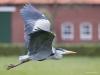 Blauwe reiger  20210415  Kleine Beek