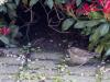 Heggenmus  20210418  Al een paar dagen zie ik in de tuin een jonge heggenmus rond huppelen. Half april al, is dat vroeg of is dat vroeg? Dat eitje moet half maart al gelegd zijn toch? De oudervogel is er niet helemaal gerust op dat gehuppel en lokt junior onder de struiken met wat vogelpindakaas aan de snavel. Door het deurraam heen kon ik ze op de sensor zetten.