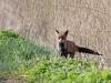 Vos  20210417  Toen ik afgelopen dinsdag het grenspadje in De Matjens op liep meende ik in de rietkraag een hert, nee, een hond te zien. Aarzelend werd een eerste stap gezet in de natte rietkraag. Dat beviel niet echt, toch wat te nat naar de zin denk ik en het mooie dier kwam weer op de kant staan. De pels duidelijk flink nat. Toen werd ik snel gezien. Ik had al door gekregen dat het een vos was. De vos had geen zin een een praatje en besloot toen alsnog in de natte rietkraag te verdwijnen. Mooi dat d