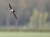 Boerenzwaluw  20210503  Een zwaluw die naar je toe vliegt is nog moeilijker scherp te krijgen dan eentje die voor je langs vliegt. De bijzondere staart van deze boerenzwaluw is hier ver gespreid, de vogel heeft daarmee alweer een scherpe bocht ingezet. Ze moeten goede ogen hebben want ze jagen op zicht op in de regel kleine vliegende insecten, en dat met die grote snelheden.