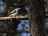 Grote bonte specht  20210513  Ook in een donker bos heb je licht nodig voor een foto. Niet veel als de lichtstralen door de takken maar op de juiste plaats willen vallen. En natuurlijk moet de specht even mee werken zoals hier het geval was.