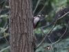 Grote bonte specht  20210518  De Moeren Stouwdreef