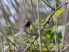 Cetti's zanger  20210531  Zouweboezem