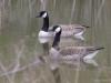 Canadese gans  20210415  Kleine beek Klein Zundert